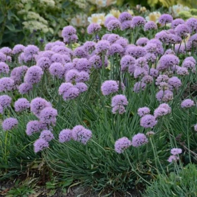 Лук ЛИЗА БЛЮ стареющий в Иркутске