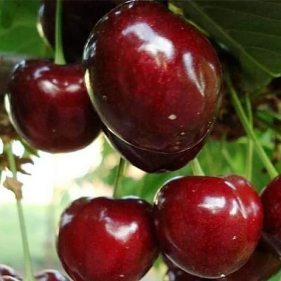 Черешня ЛАПИНС в Иркутске