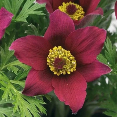 Прострел ПИНВИЛ РЕД ШЕЙДЕС в Иркутске