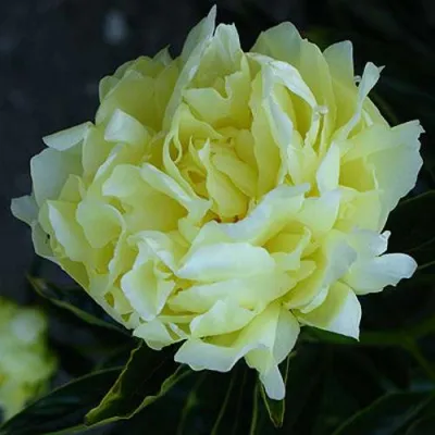 Пион ЗОЛОТАЯ КОЛЕСНИЦА травянистый в Иркутске