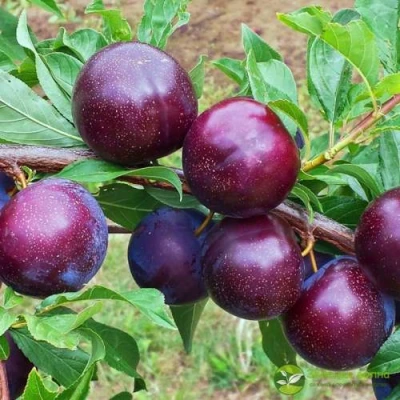 Шарафуга ВЕЛЬВЕТ САНРАЙЗ в Иркутске