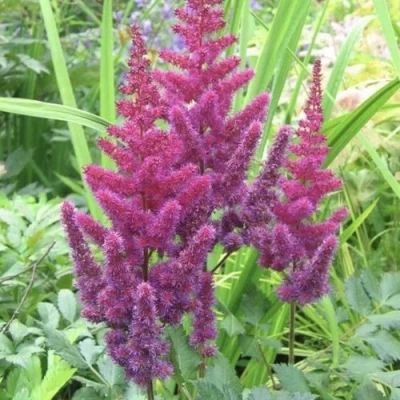 Астильба КАРАОКЕ ПАРТИ китайская в Иркутске