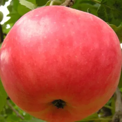 Яблоня СУЙСЛЕПСКОЕ (МАЛИНОВКА) в Иркутске