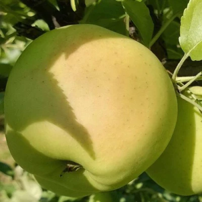 Яблоня КОШТЕЛЯ в Иркутске