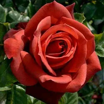 саженцы розы Терракота