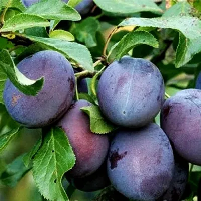 Слива ВЕНГЕРКА БЕЛОРУССКАЯ в Иркутске