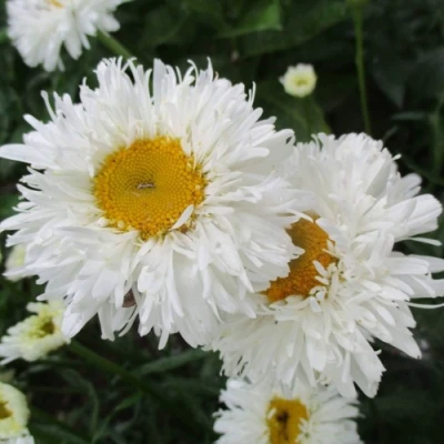 Нивяник КРЕЙЗИ ДЕЙЗИ наибольший в Иркутске