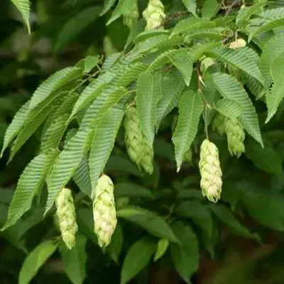 Граб японский в Иркутске