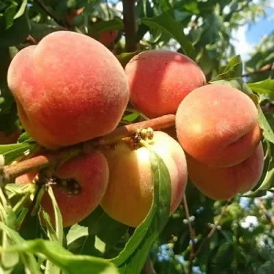 Персик МАРИЯ в Иркутске