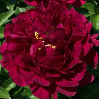 Пион ОЛД ФЕЙТФУЛ травянистый в Иркутске