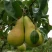 Груша КОНКОРД в Иркутске