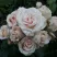 Роза ЯНА спрей в Иркутске