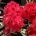 Рододендрон МАТАДОР в Иркутске