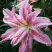 Лилия БРОКЕН ХАРТ восточная махровая в Иркутске