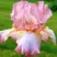 Ирис БЛАШИНГ ПИНК бородатый в Иркутске
