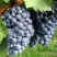 Виноград ВЭЛИАНТ в Иркутске