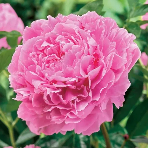 Пион МИСС ЭКХАРТ травянистый  Пион МИСС ЭКХАРТ травянистый в Иркутске