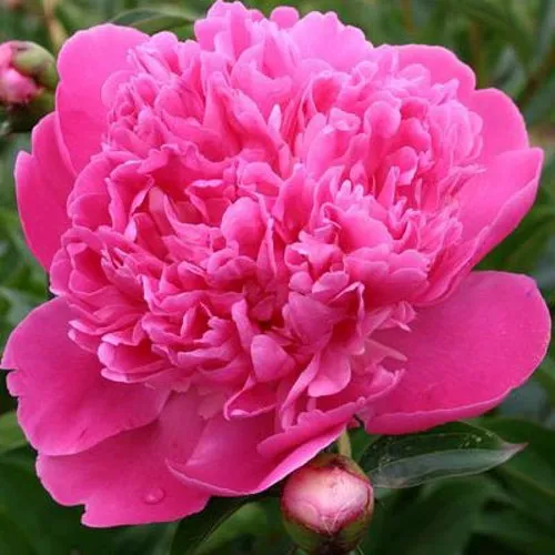 Пион ЭДУЛИС СУПЕРБА травянистый  Пион ЭДУЛИС СУПЕРБА травянистый в Иркутске