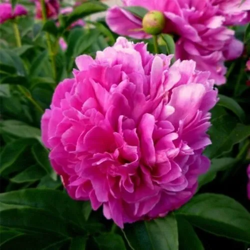 Пион ФЕЛИКС КРАУССЕ травянистый  Пион ФЕЛИКС КРАУССЕ травянистый в Иркутске