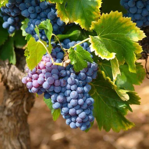 Виноград ЗИЛГА  Виноград ЗИЛГА в Иркутске