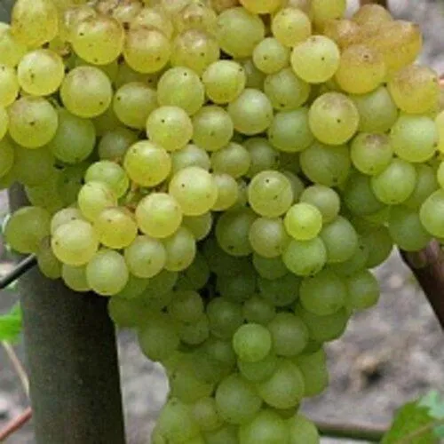 Виноград КИШМИШ 342  Виноград КИШМИШ 342 в Иркутске