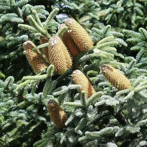 Пихта благородная  Пихта благородная в Иркутске