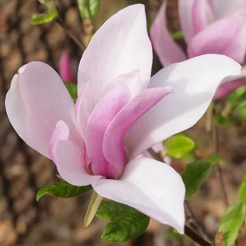 Магнолия БЕТТИ в Иркутске