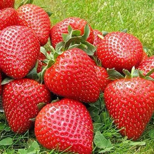 Клубника ЭЛИАНЕ в Иркутске