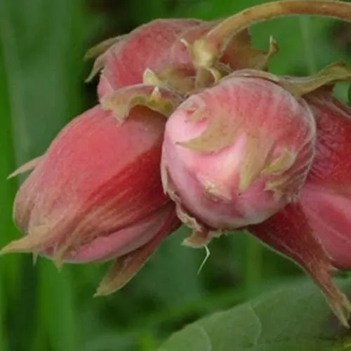 Фундук АКАДЕМИК ЯБЛОКОВ  Фундук АКАДЕМИК ЯБЛОКОВ в Иркутске