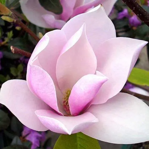 Магнолия АЛЕКСАНДРИНА  в Иркутске