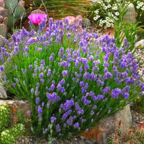 Лаванда ДВАРФ БЛЮ Лаванда ДВАРФ БЛЮ