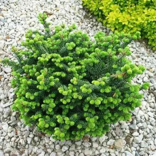 Пихта НАНА бальзамическая  Пихта НАНА бальзамическая в Иркутске