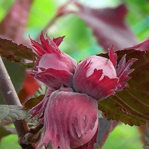 Фундук КАРДИНАЛ  Фундук КАРДИНАЛ в Иркутске