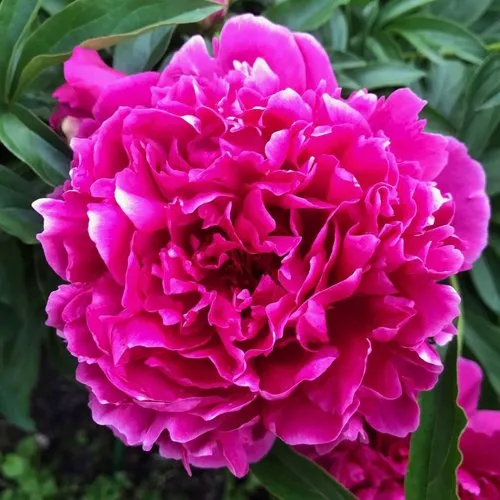 Пион КАРЛ РОЗЕНФЕЛЬД травянистый  Пион КАРЛ РОЗЕНФЕЛЬД травянистый в Иркутске