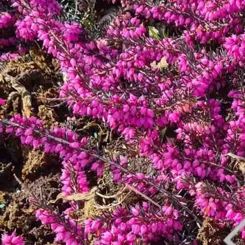 ЭРИКА "АЛЬПИЙСКИЙ ВЕРЕСК" (зимующая) сорт АТРОРУБРА  ЭРИКА "АЛЬПИЙСКИЙ ВЕРЕСК" (зимующая) сорт АТРОРУБРА в Иркутске