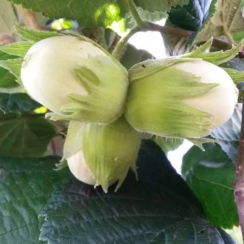 Фундук ЮННАТ  Фундук ЮННАТ в Иркутске