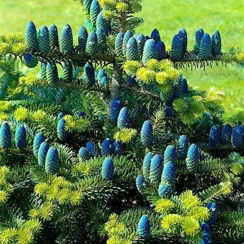 Пихта корейская   Пихта корейская  в Иркутске