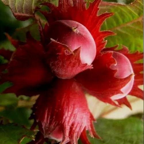 Фундук БАГРЯНЕЦ  Фундук БАГРЯНЕЦ в Иркутске