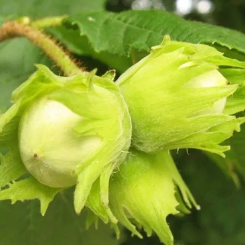 Фундук КАТАЛОНСКИЙ  Фундук КАТАЛОНСКИЙ в Иркутске