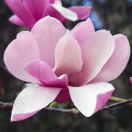 Магнолия РИККИ в Иркутске