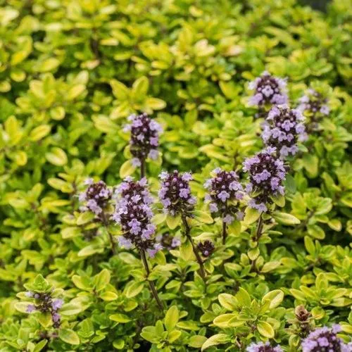 Тимьян АУРЕУС лимоннопахнущий  Тимьян АУРЕУС лимоннопахнущий в Иркутске