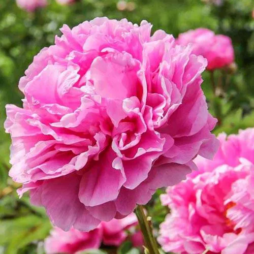 Пион АЛЕКСАНДР ФЛЕМИНГ травянистый  Пион АЛЕКСАНДР ФЛЕМИНГ травянистый в Иркутске