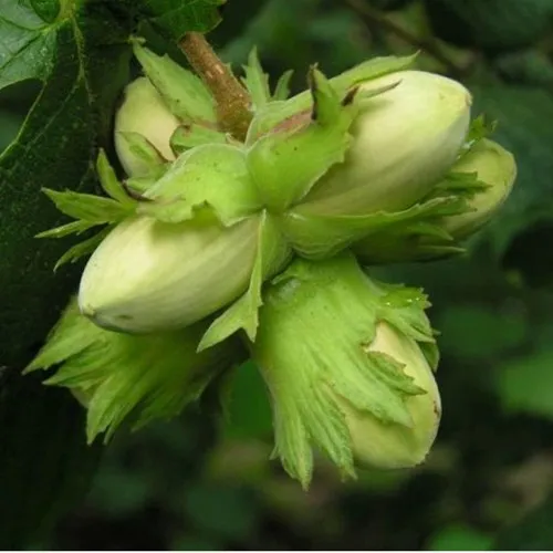 Фундук ТАМБОВСКИЙ ПОЗДНИЙ  Фундук ТАМБОВСКИЙ ПОЗДНИЙ в Иркутске