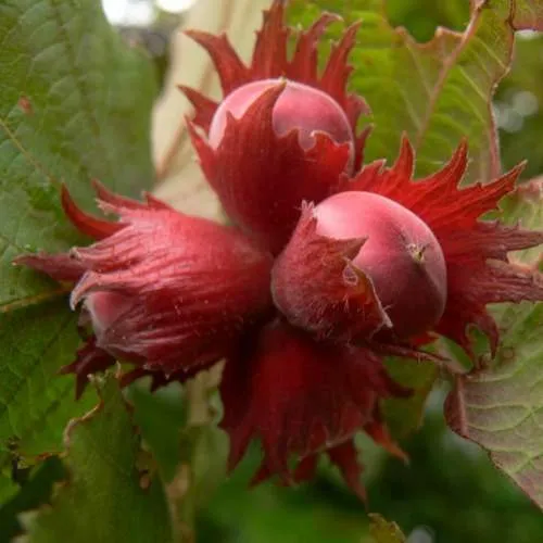 Фундук МОСКОВСКИЙ РУБИН  Фундук МОСКОВСКИЙ РУБИН в Иркутске