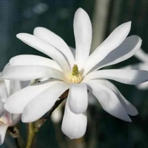 Магнолия РОЯЛ СТАР в Иркутске