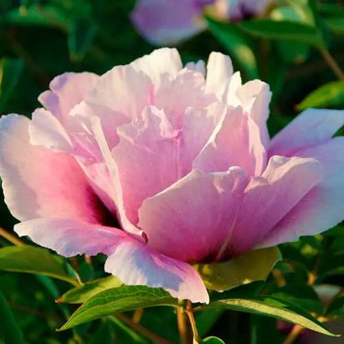 Пион ВРАТА ХРАМА древовидный   Пион ВРАТА ХРАМА древовидный  в Иркутске