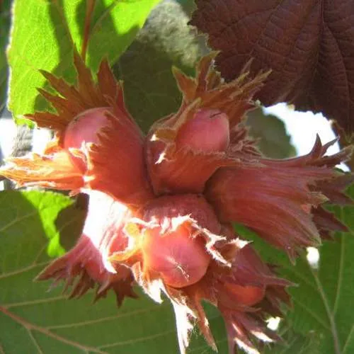 саженцы фундука саженцы фундука