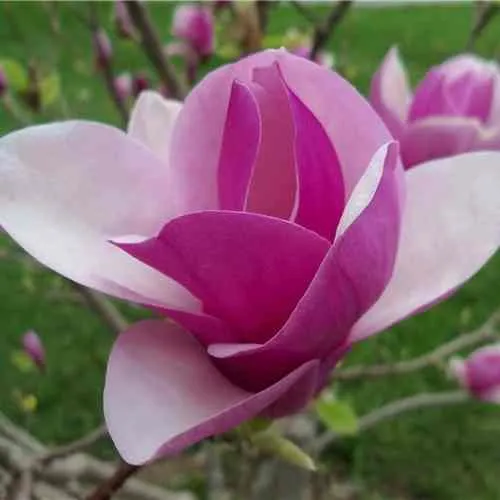 Магнолия СУЛАНЖА в Иркутске