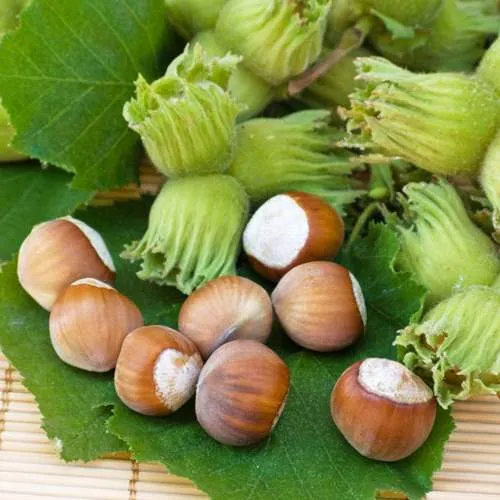 Фундук КРЕПКИЙ ОРЕШЕК  Фундук КРЕПКИЙ ОРЕШЕК в Иркутске