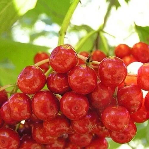 Калина КИЕВСКАЯ САДОВАЯ  Калина КИЕВСКАЯ САДОВАЯ в Иркутске